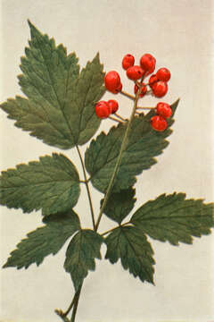 Imagem de Actaea rubra (Ait.) Willd.