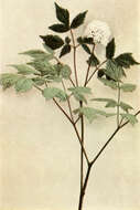 Actaea rubra (Ait.) Willd. resmi