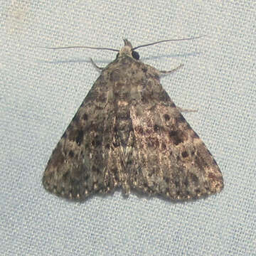 Image of Common Fungus Moth