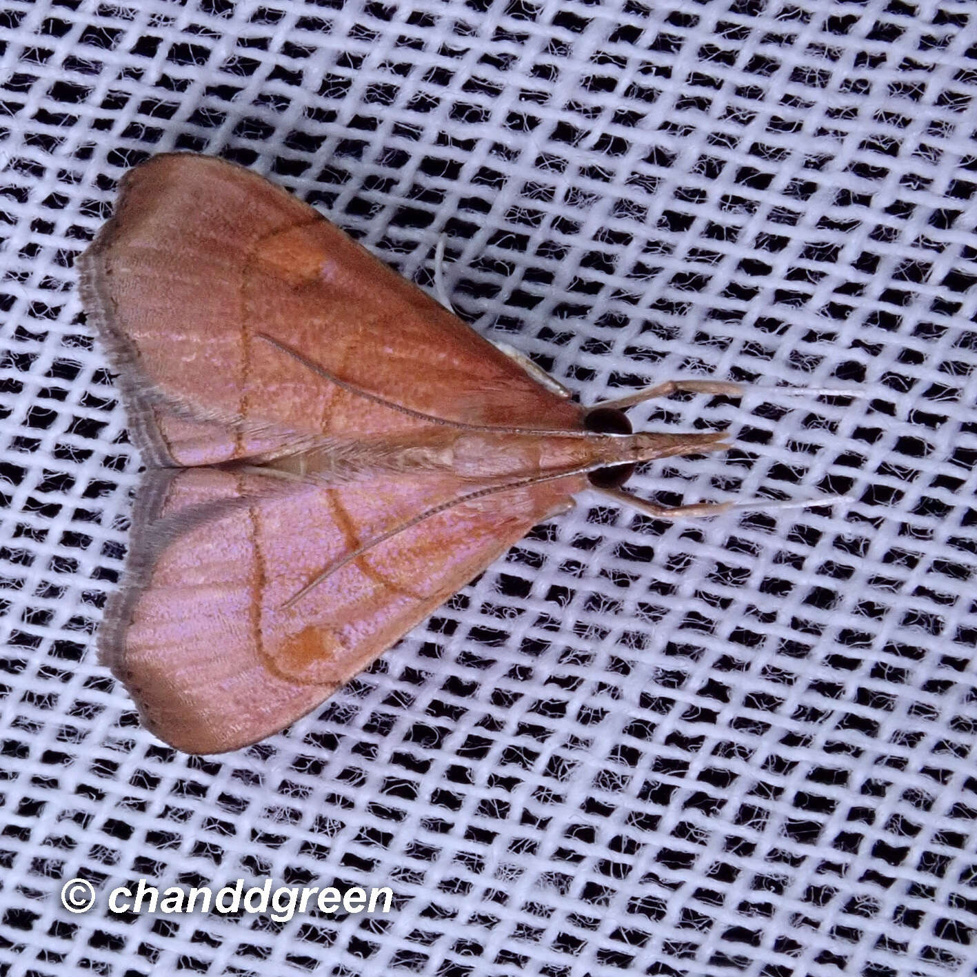 Image de Hemiscopis sanguinea Bänziger 1987