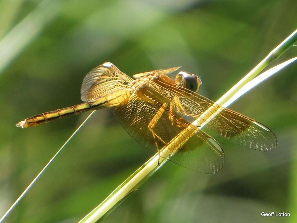 Neurothemis stigmatizans (Fabricius 1775) resmi