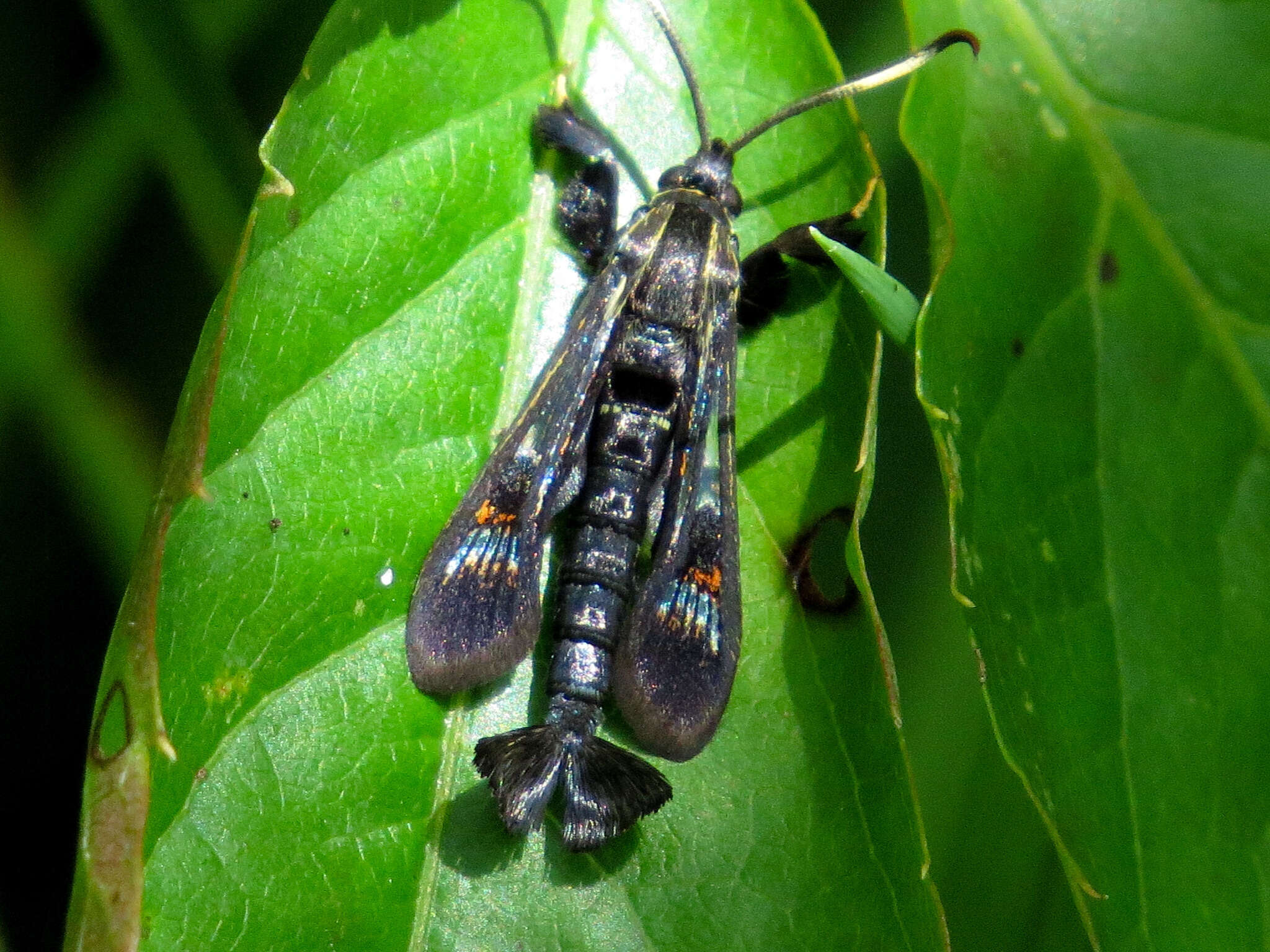 Image of Virginia Creeper Clearwing