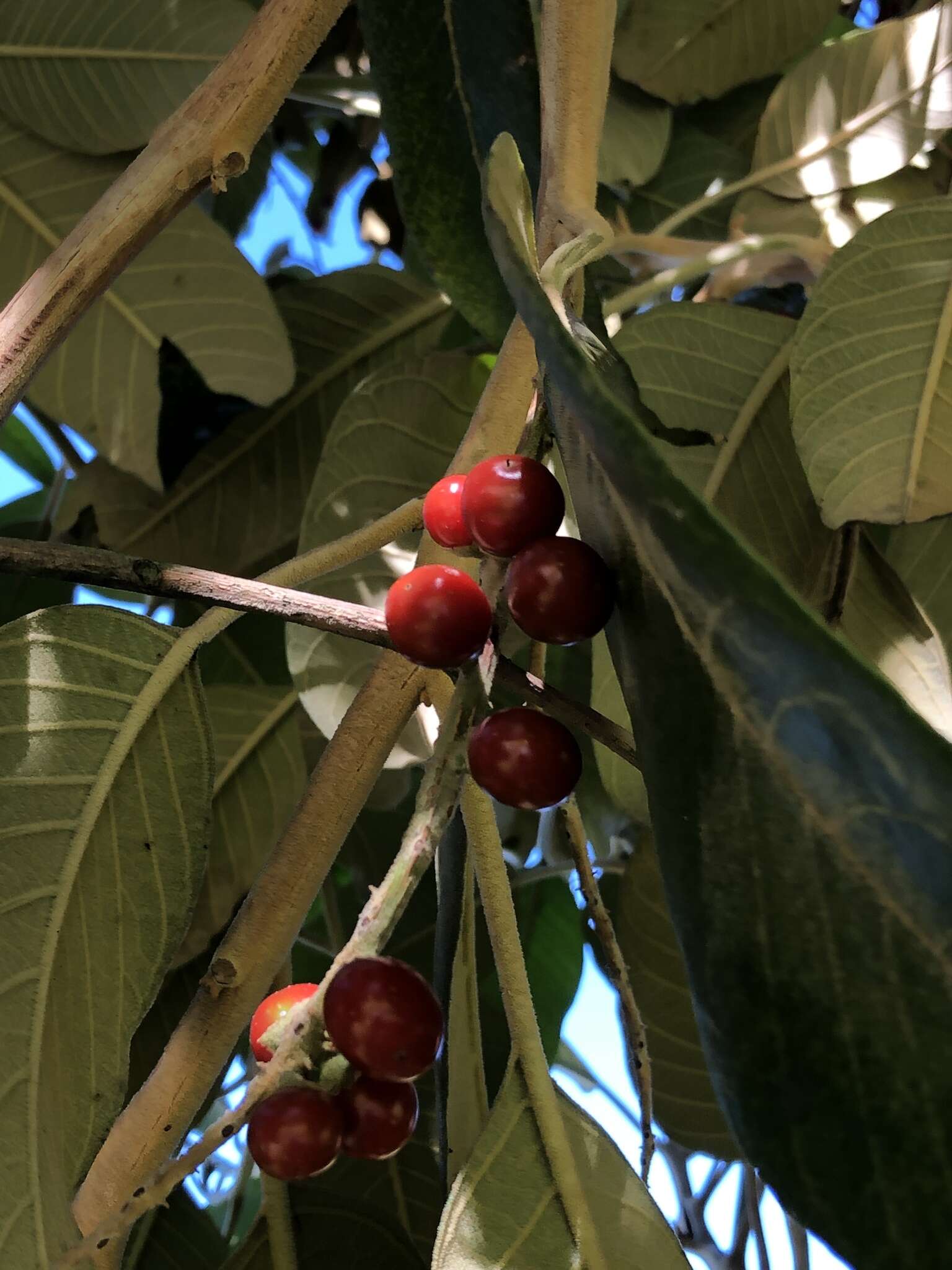 Image of Citharexylum subflavescens S. F. Blake