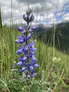 Image of silky lupine
