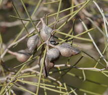 Image of Hakea leucoptera subsp. leucoptera