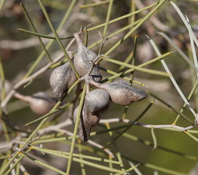 Imagem de Hakea leucoptera subsp. leucoptera