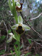 Image of Ophrys fuciflora subsp. grandiflora (H. Fleischm. & Soó) Faurh.