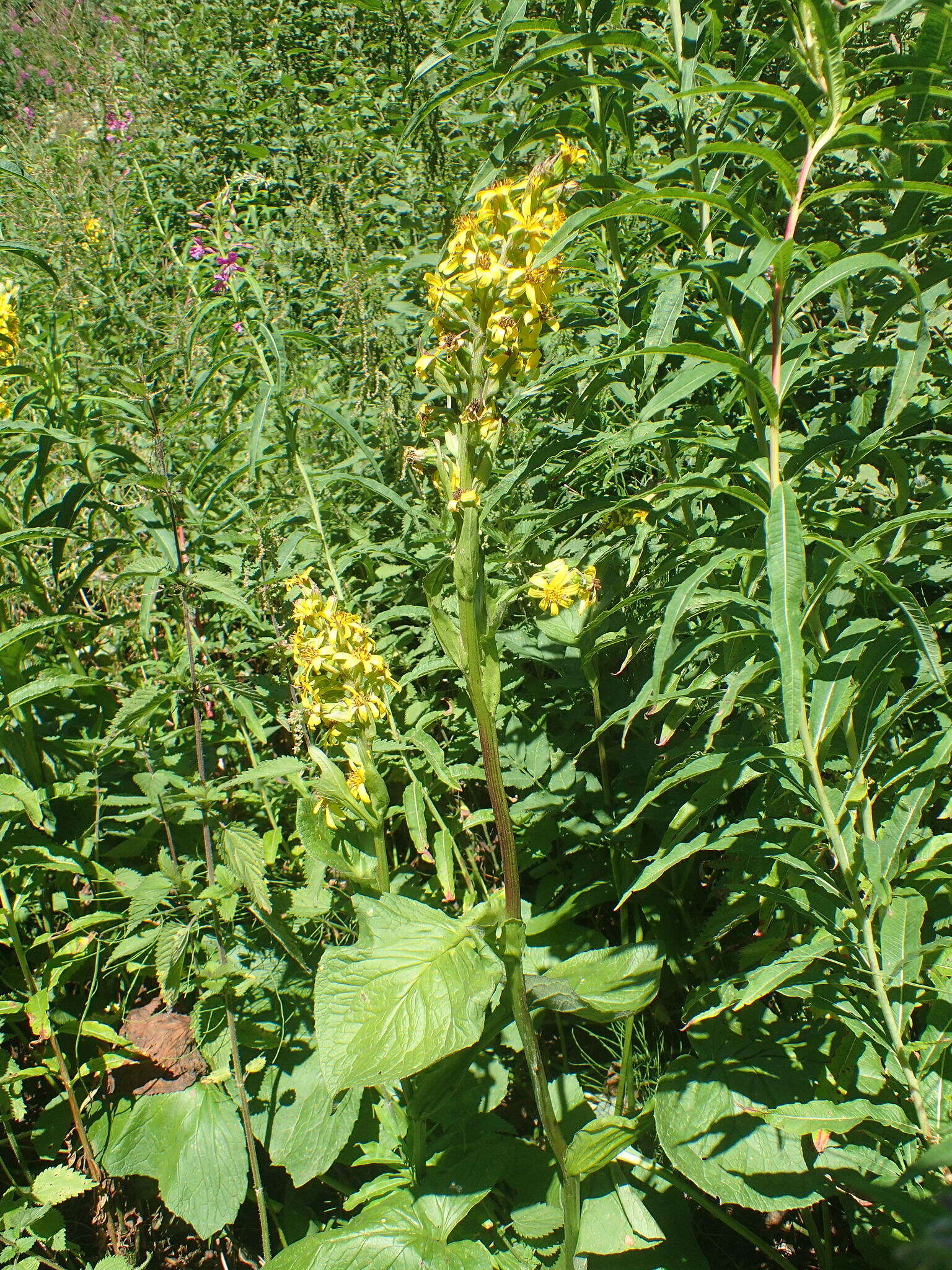 Image de Ligulaire de Sibérie