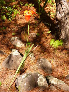 Image of Mexican Shellflower