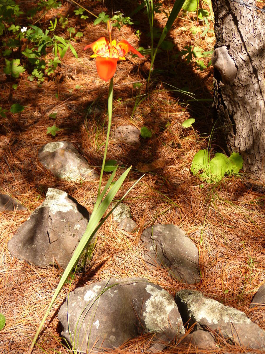 Слика од Tigridia pavonia (L. fil.) Redouté