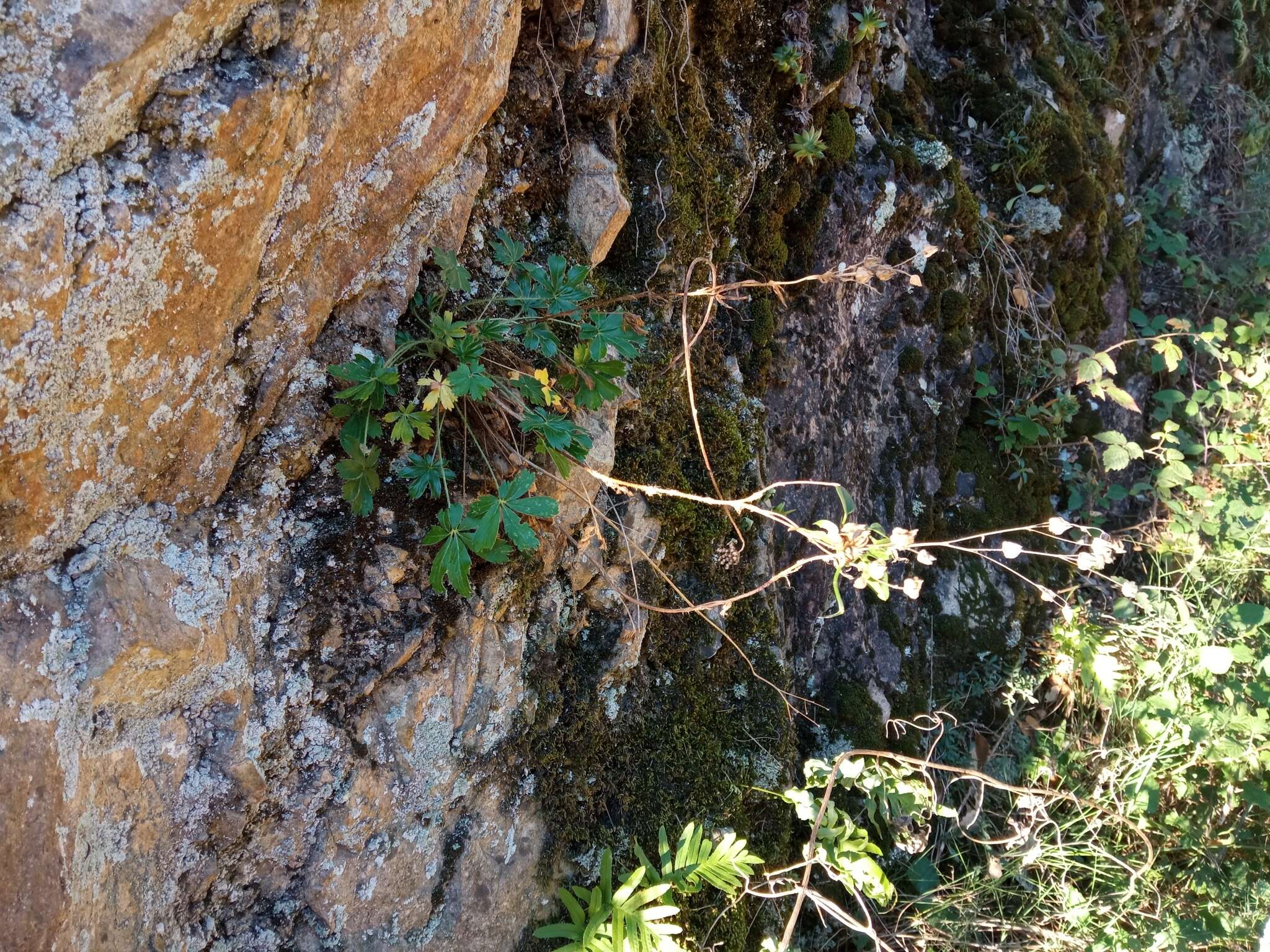 Image de Potentilla hirta L.