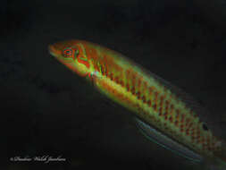 Image of Black-ear wrasse