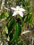 Image of Cameraria latifolia L.