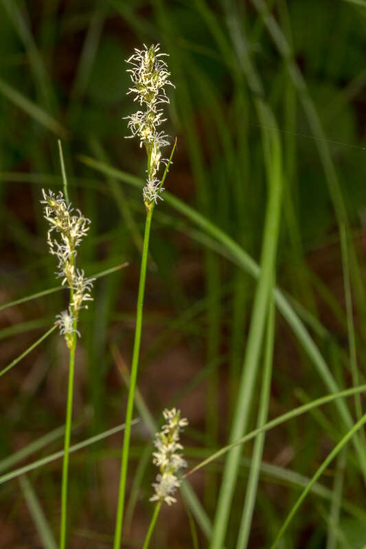 Image of quaking-grass sedge