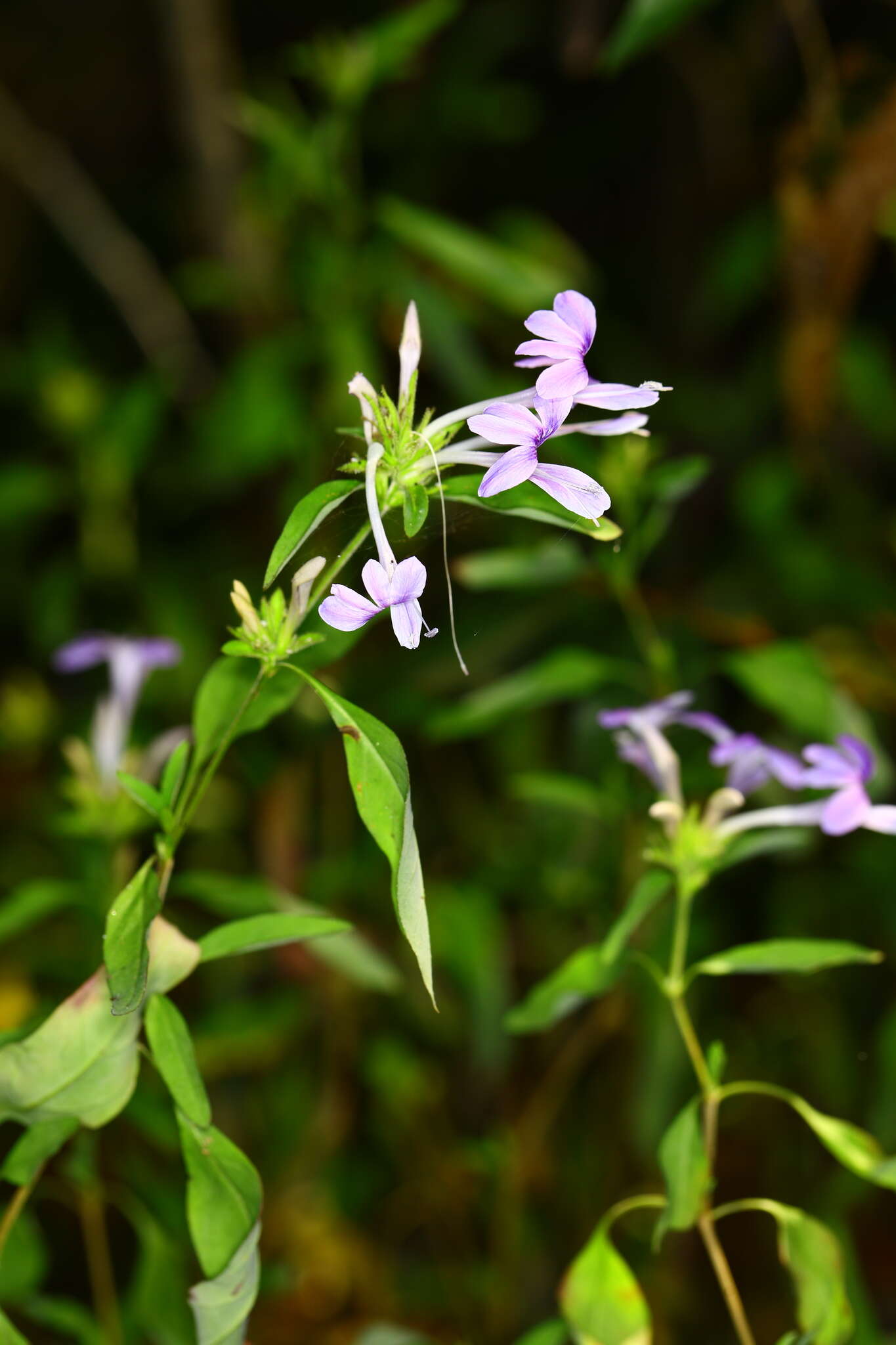 Image of Barleria seyrigii Benoist