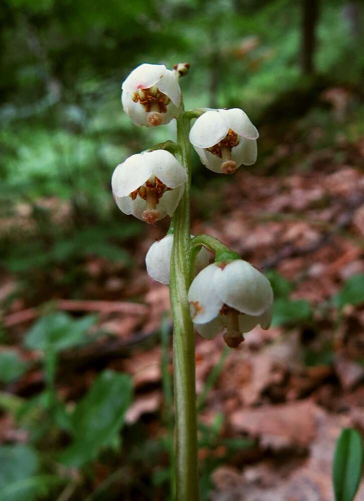 Image of Pyrola media Sw.