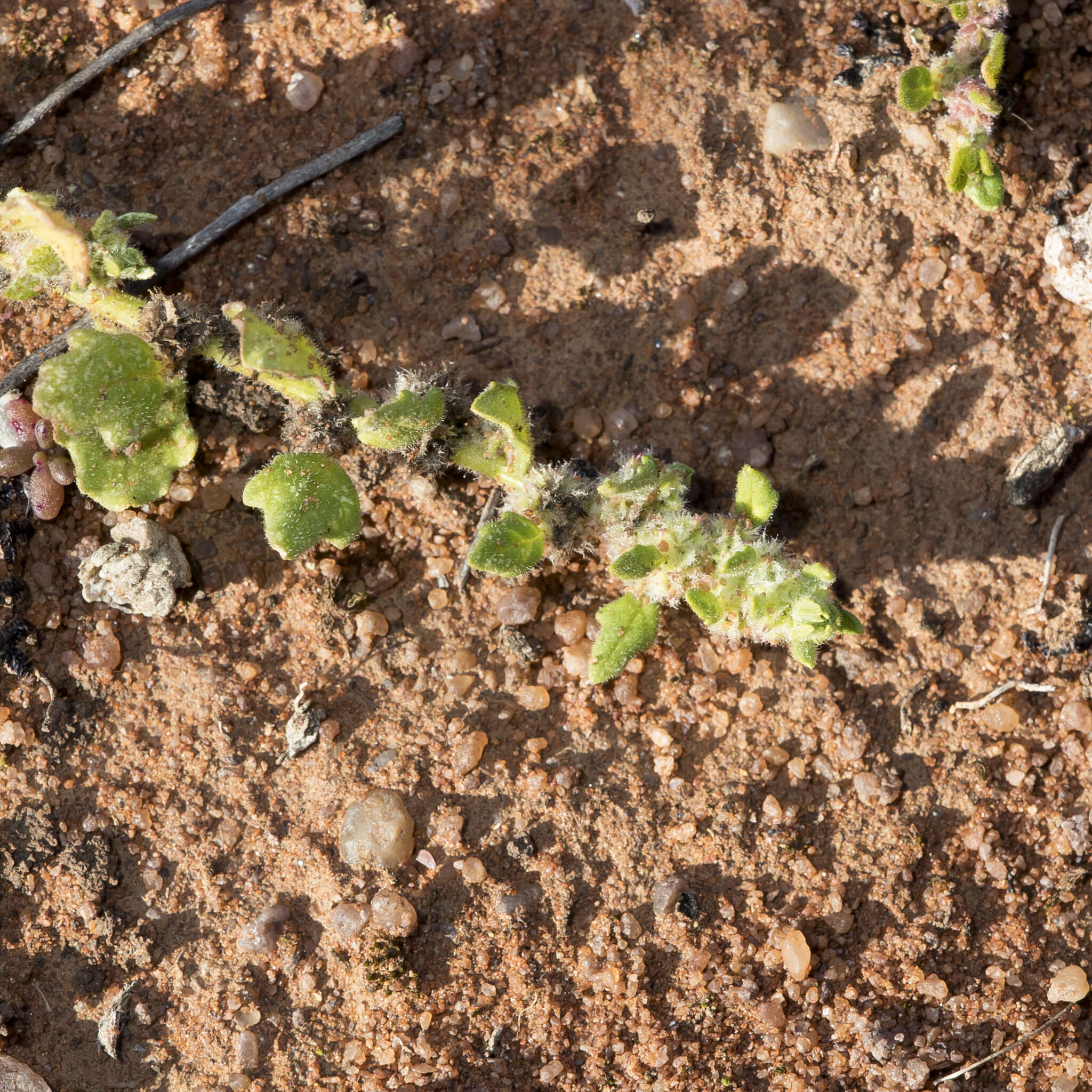 Sivun Dysphania cristata (F. Müll.) Mosyakin & Clemants kuva