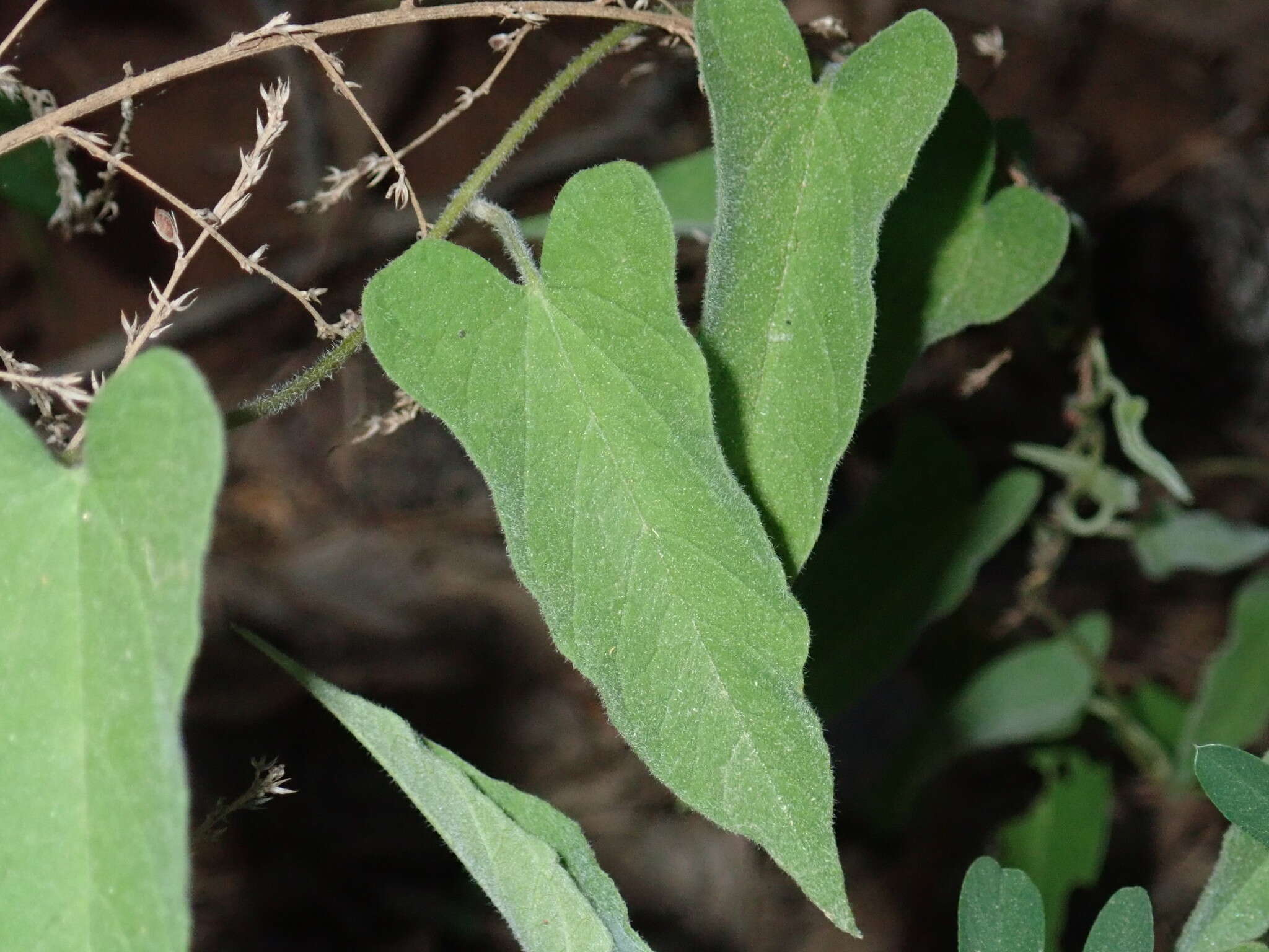 Image of Catesby's false bindweed