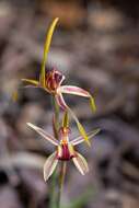 Image of Reaching spider orchid