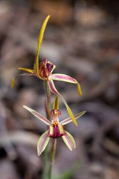 Caladenia arrecta Hopper & A. P. Br.的圖片