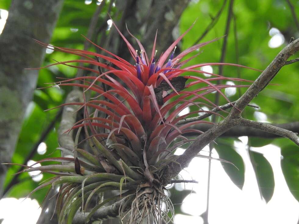 Imagem de Tillandsia brachycaulos Schltdl.