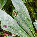 Plancia ëd Cybianthus sprucei (Hook. fil.) G. Agostini