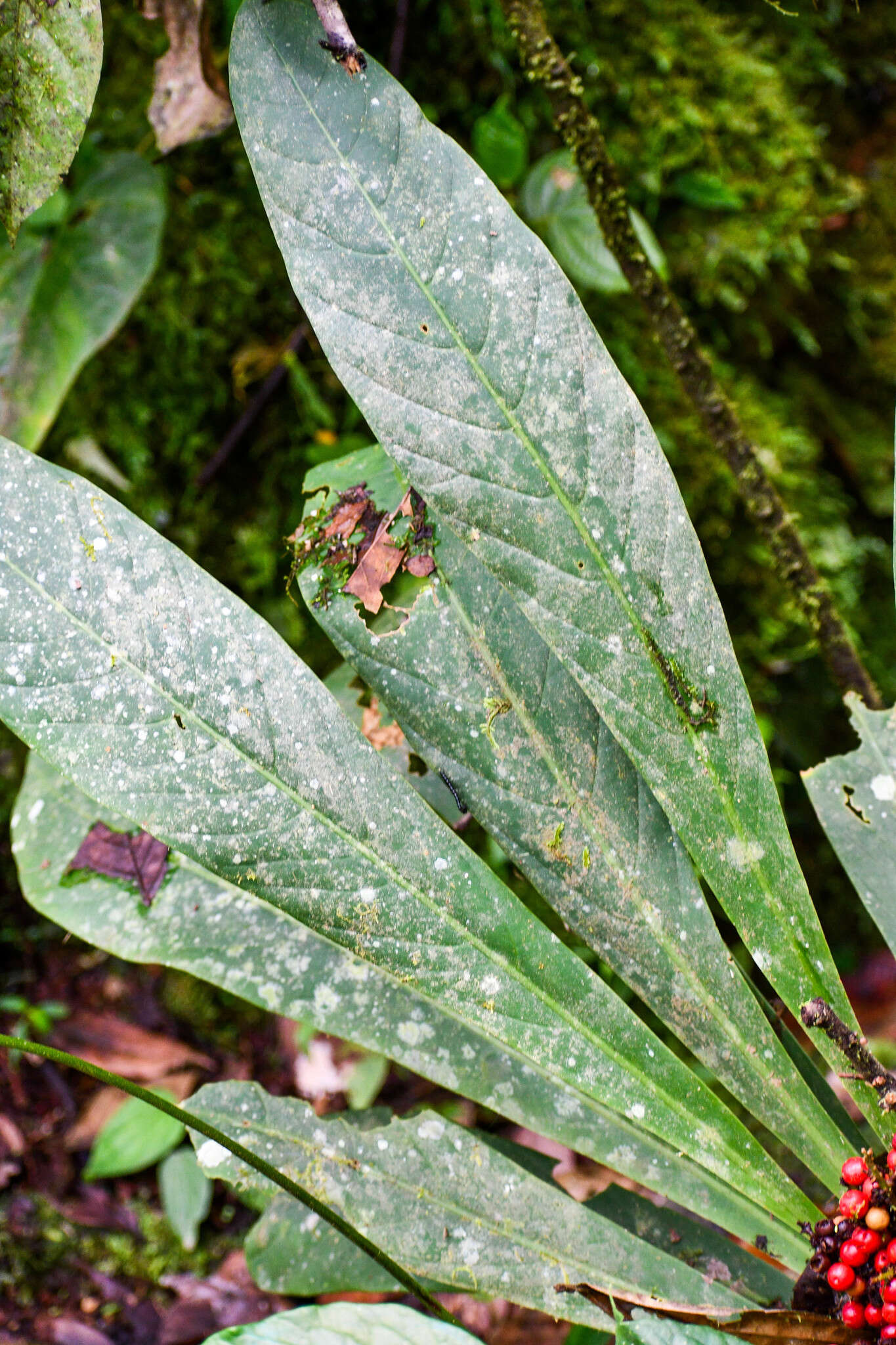 Image of Cybianthus sprucei (Hook. fil.) G. Agostini