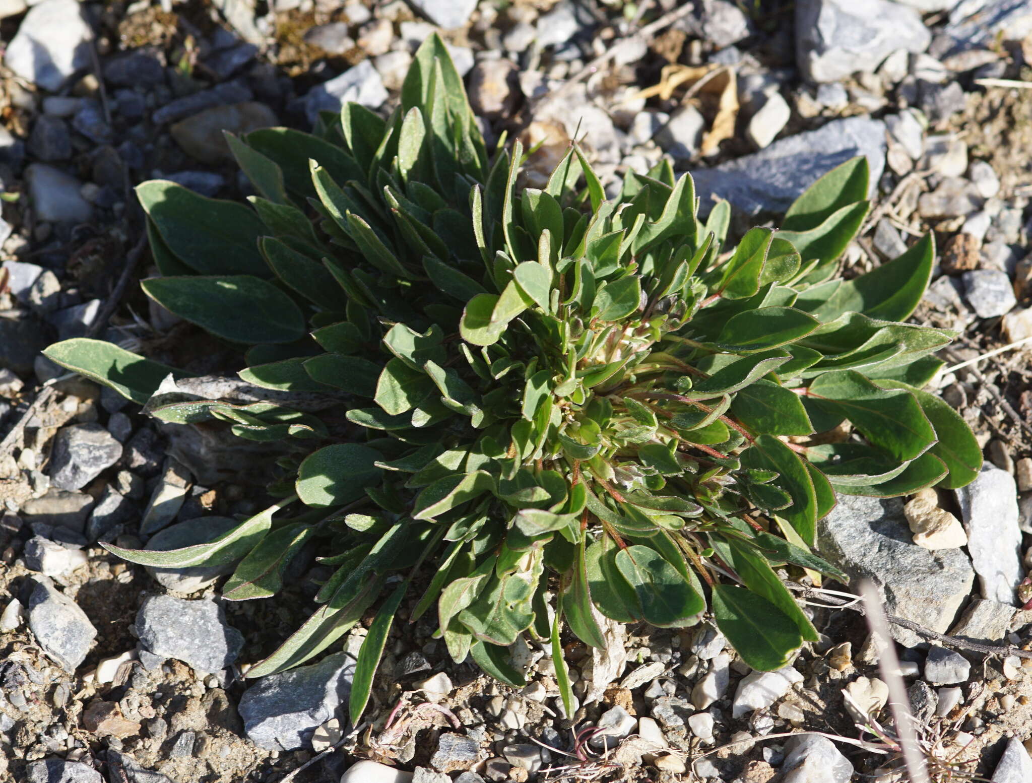 Plancia ëd Anthyllis vulneraria subsp. alpestris (Hegetschw.) Asch. & Graebn.