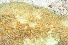 Image of Slipper coral