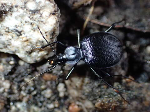 صورة Scaphinotus (Brennus) punctatus (Le Conte 1859)