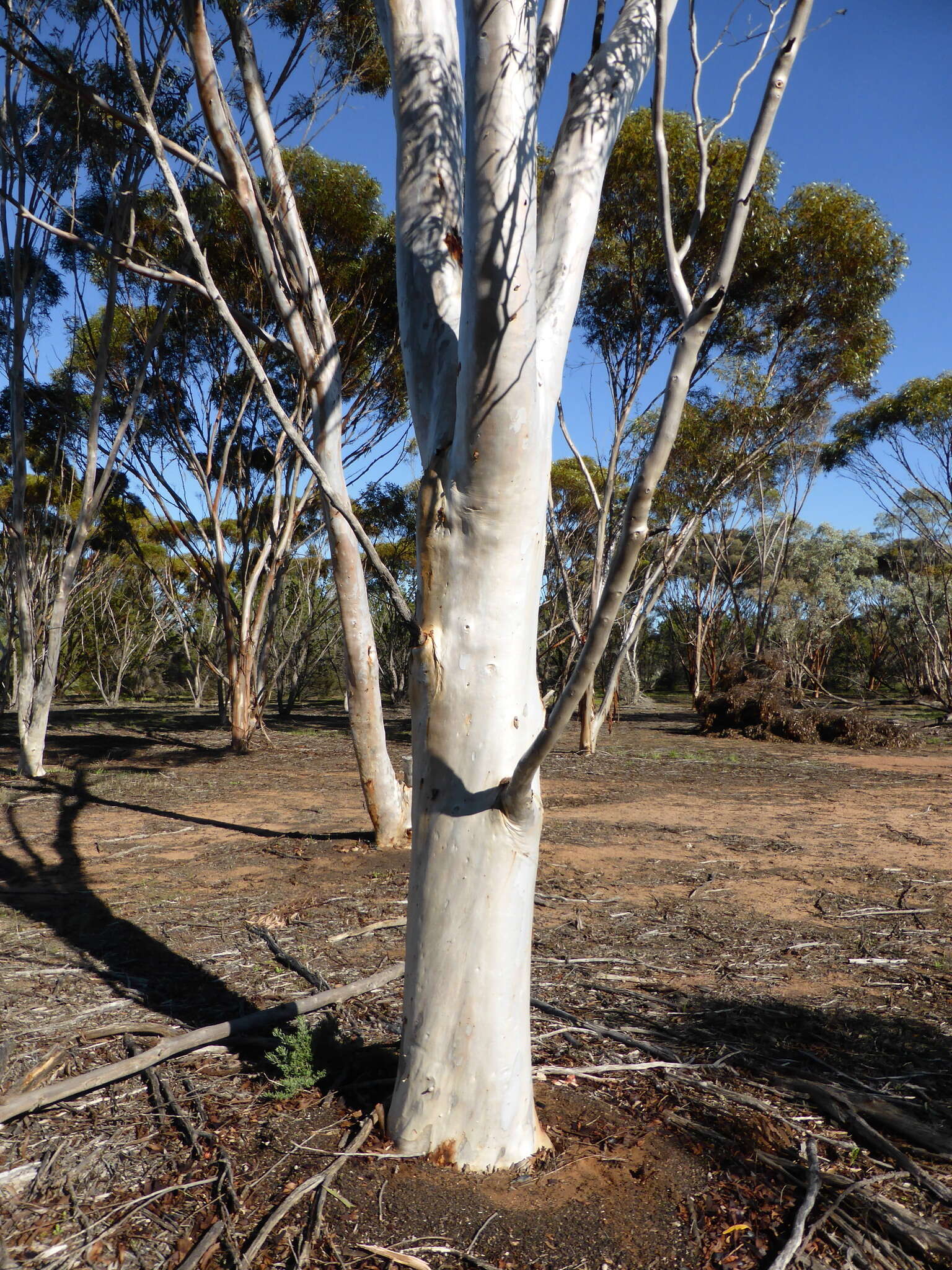 Image of Eucalyptus falcata Turcz.