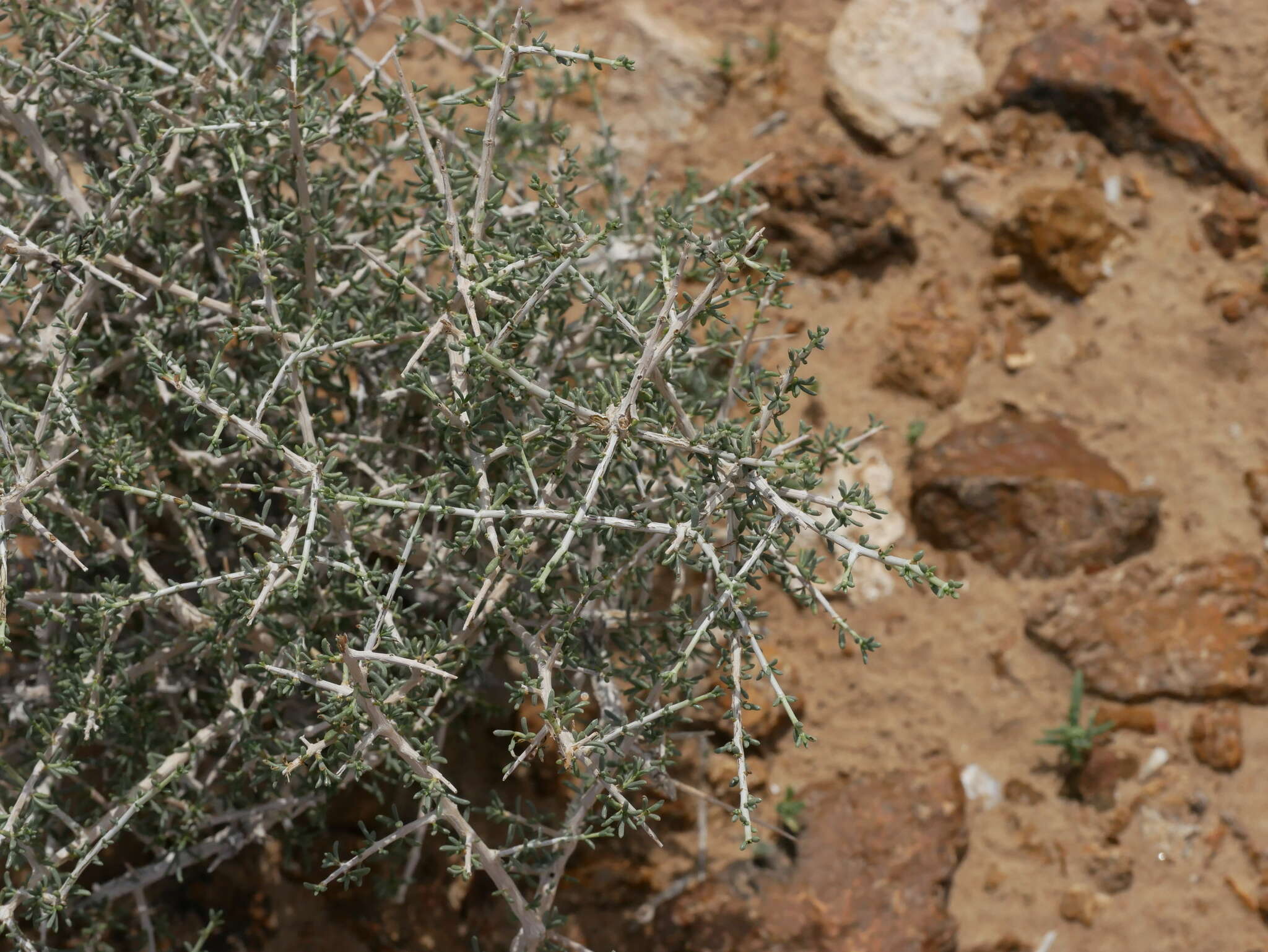 Image of Plocama aucheri (Guill.) M. Backlund & Thulin