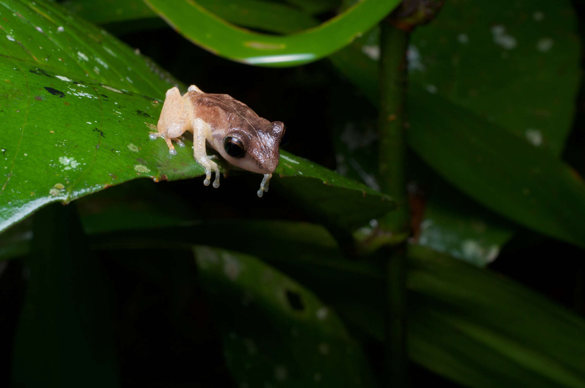 صورة Pseudophilautus stictomerus (Günther 1876)