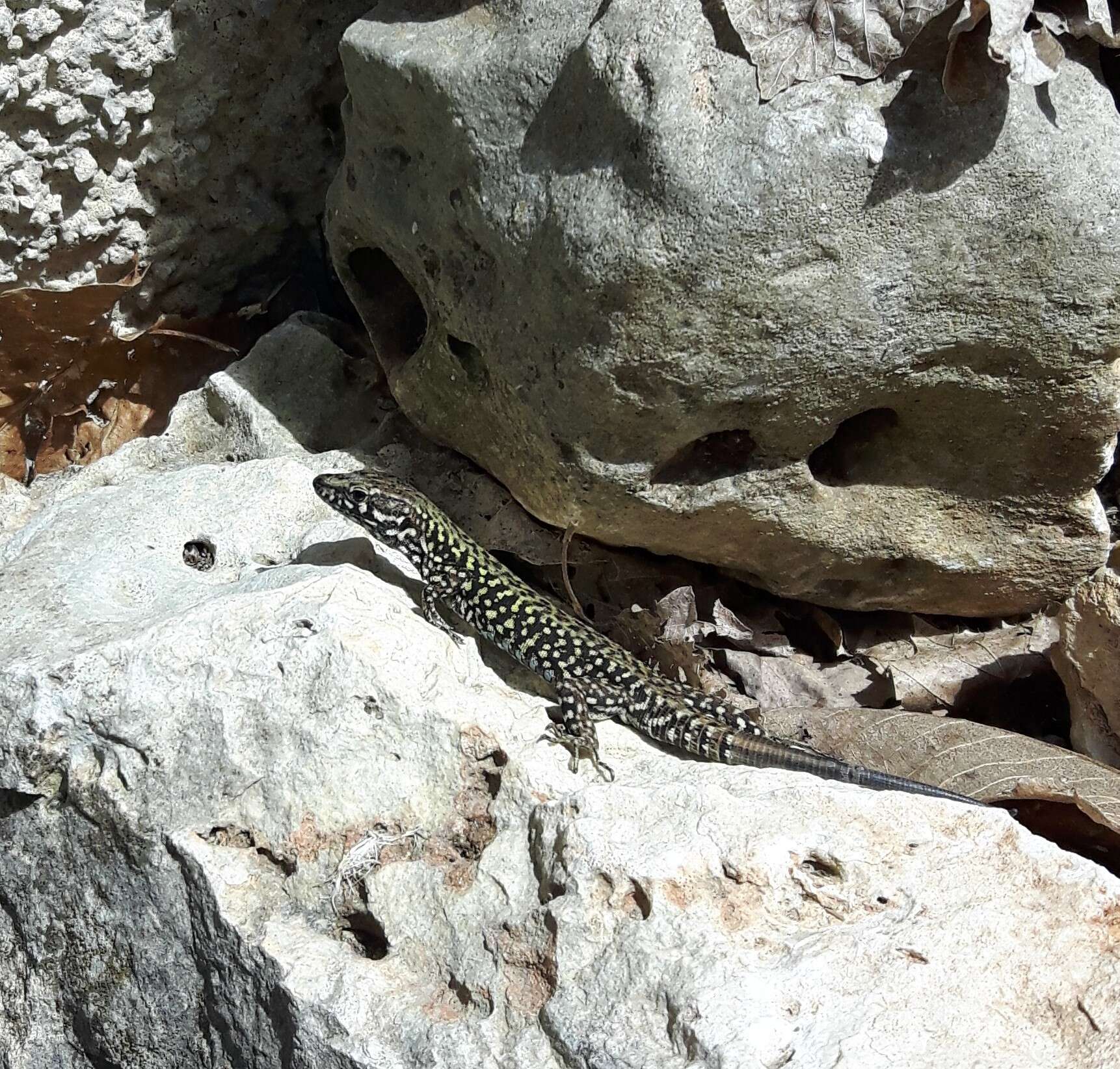 Image of Podarcis muralis nigriventris Bonaparte 1838