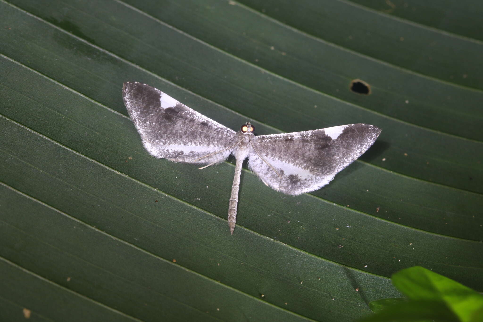 Image of Macrosoma heliconiaria Guenée 1857