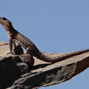 Image de Karusasaurus jordani (Parker 1936)