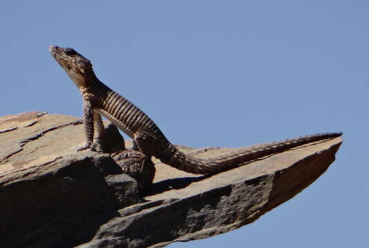 Image of Jordan’s Girdled Lizard