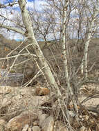 Image of Arizona sycamore