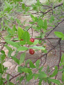 Image of Bursera hindsiana (Benth.) Engl.