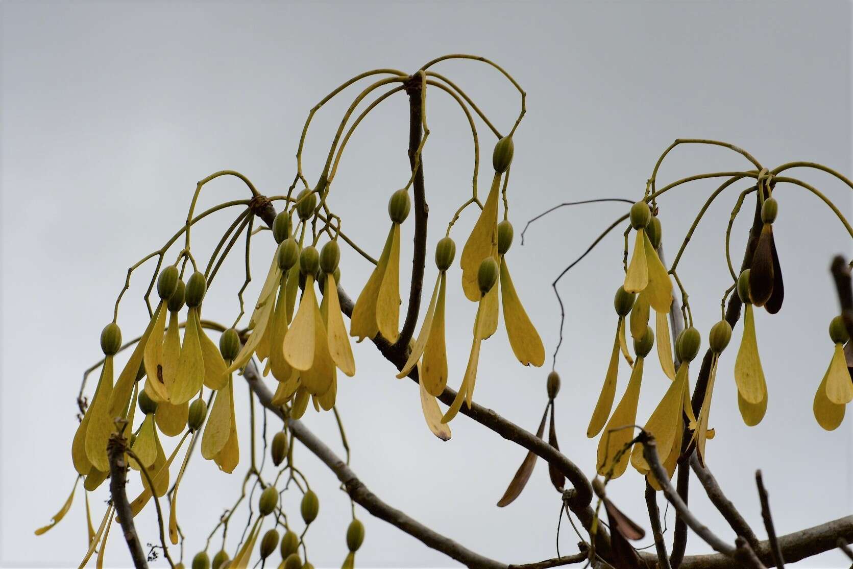 Image of Gyrocarpus mocinoi A. Espejo Serna