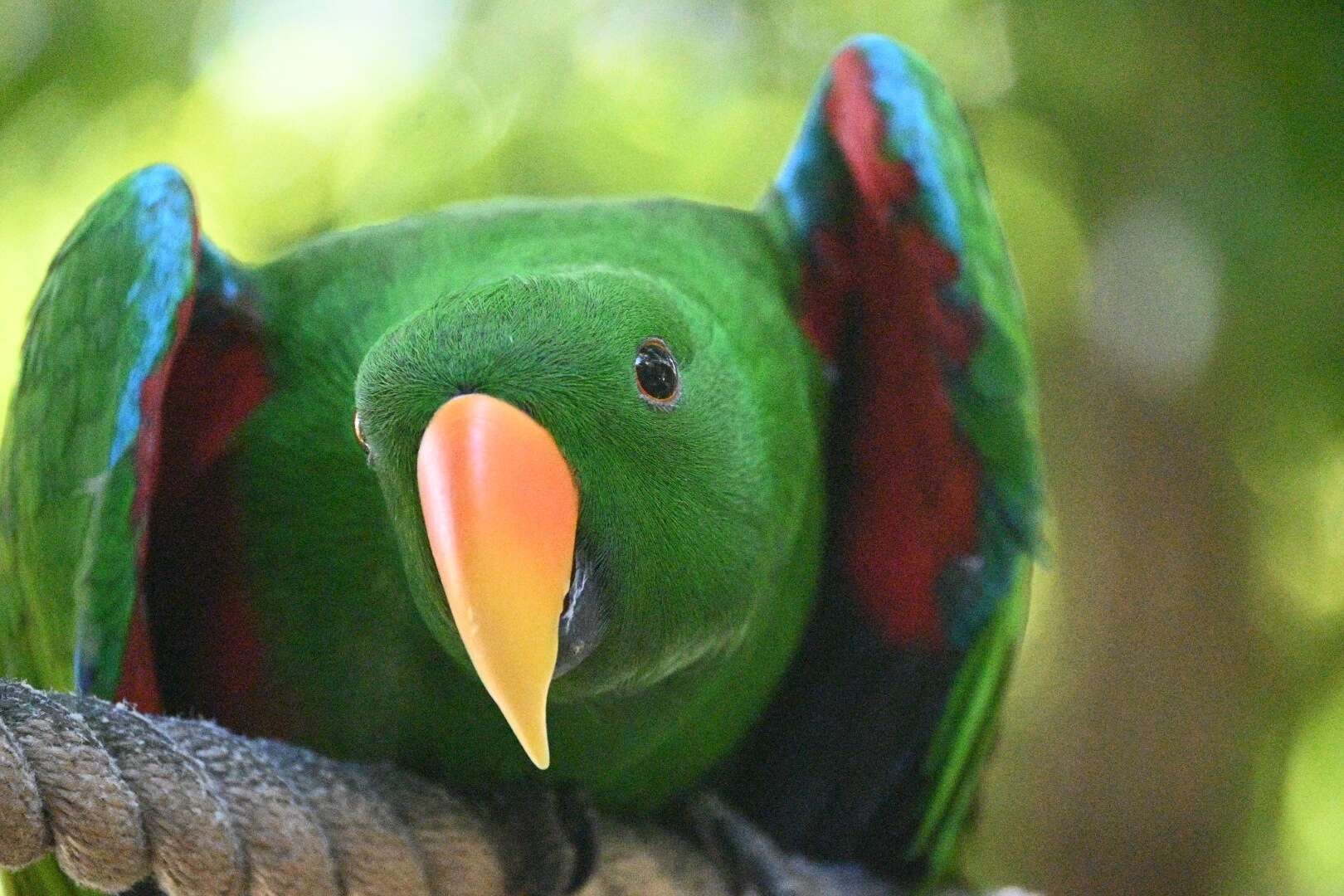 Image of Eclectus Wagler 1832