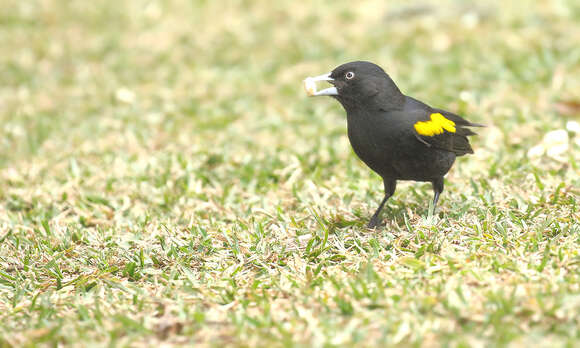 Image of Golden-winged Cacique