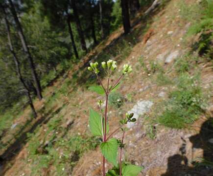 Image of Rothrock's snakeroot