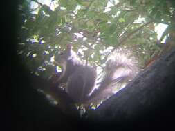 Imagem de Sciurus griseus anthonyi Mearns 1897