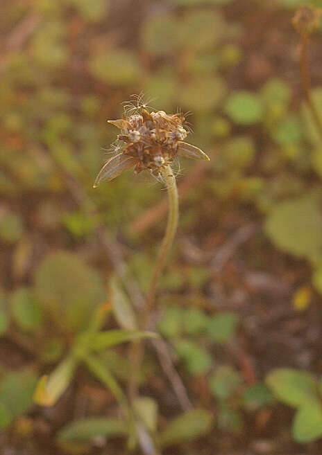 Imagem de Euchiton audax (Drury) Holub