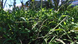 Image of Trailing Crab Grass