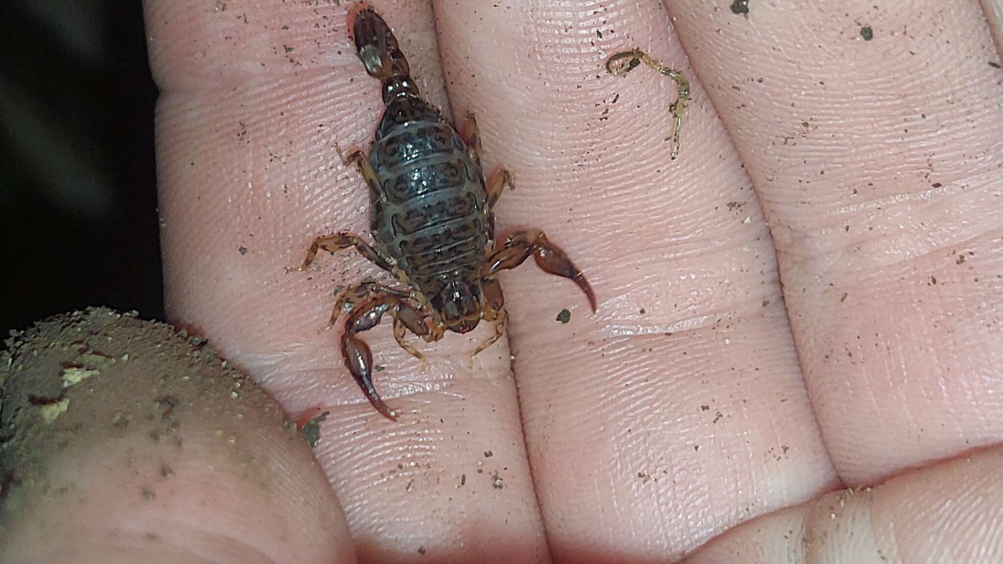 Image of Cercophonius queenslandae Acosta 1990