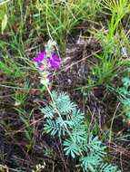 Image of purple dalea