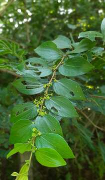 Image of Ziziphus oenopolia (L.) Mill.