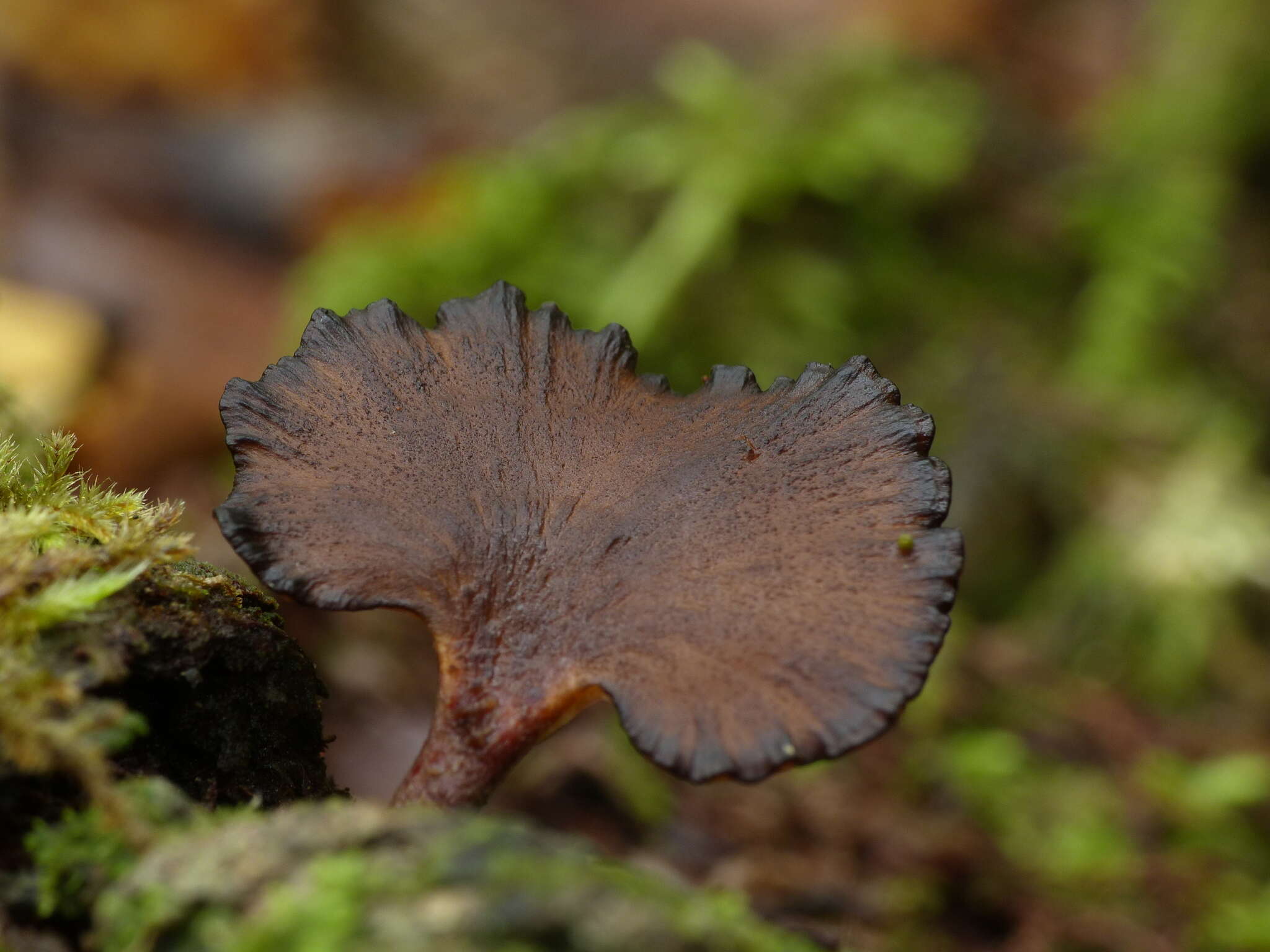 Image de Polyporus nigrocristatus E. Horak & Ryvarden 1984